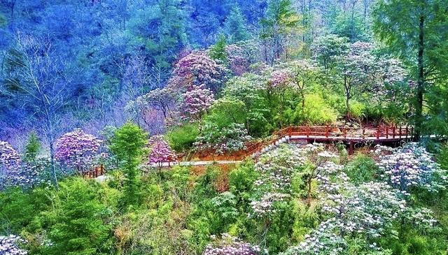 藏不住了！秦岭2万亩杜鹃染红群山，这才是西北春天的天花板