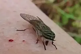 马蝇幼虫怎么钻进人的体内？吸食血肉的它能在人体内变成苍蝇吗？图片
