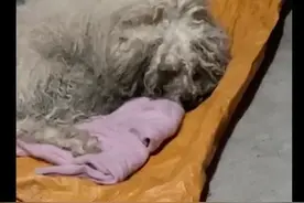 流浪狗自卑默默转身离开，女孩不嫌弃收养它，仅仅一周就重生！图片