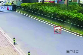 遛狗不牵绳，AI一眼识别发警报！合肥一小区用上文明养犬“黑科技”图片
