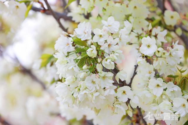 太原：玉泉山樱花盛放 游人打卡醉春光