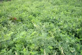 “要想发财，种植药材”，这个药材亩收入达7.5万，不愁销路！图片