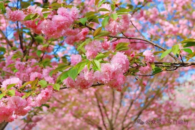 闹热得很！再过两天，绵竹这里又是人山人海……