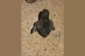 鸡沙门氏菌的症状与治疗用药图片