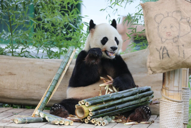 山东有自己的“疯狂动物城”！