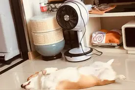 夏季狗狗高发的5种疾病！40岁以上养狗家庭必看，尤其是最后一条图片