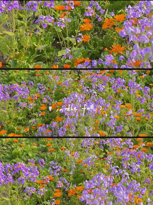 合肥版“赛里木湖”火了！好多人打卡