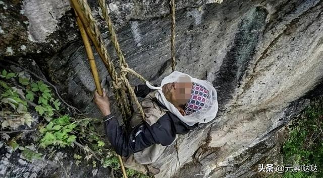 2万6一斤的燕窝怎么来？看四川大叔飞崖取窝，儿子：打死不做这