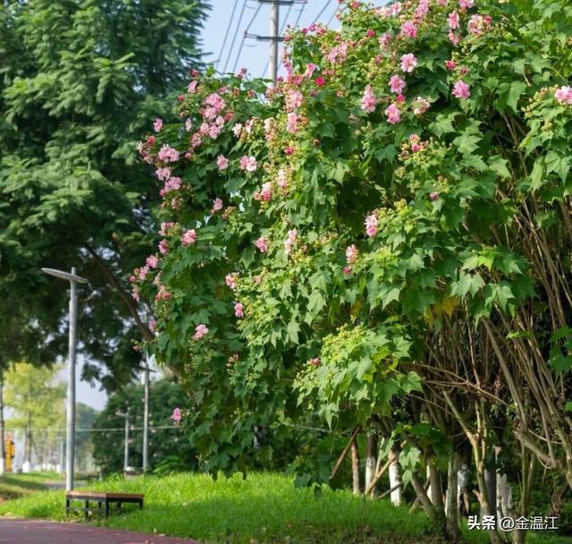 打开秋日温江，这样“梗”有料→