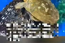 广州一超市卖活鳄鱼？市场监管：绑好可售图片