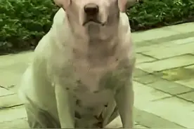 成都崇州狗咬人后续!黑狗的主人已现身，知情人将内幕说了出来图片