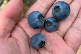 我国蓝莓主要产区分布与产业特征分析报告图片