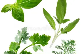 白头发多，试试两个常用草药泡水喝图片