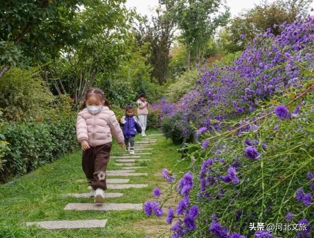 此刻，紫色“花毯”已“铺”好，石家庄市栾城区美成这样……