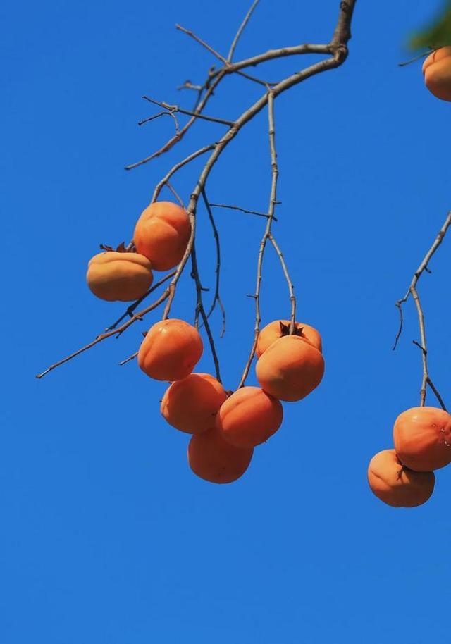 初秋→深秋，昌平这 7 条赏秋线路必冲！（二）