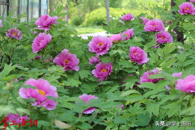 4月6日洛阳牡丹花情预报来了！