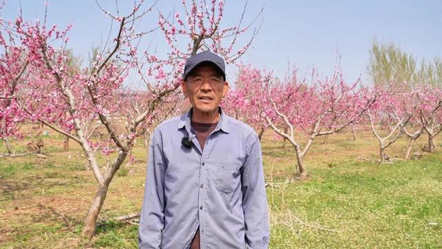 藏不住了！广饶百亩桃园盛放，春日氛围拉满！