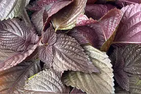 肠子悔青！5块钱紫苏水3天就救我狗命！图片