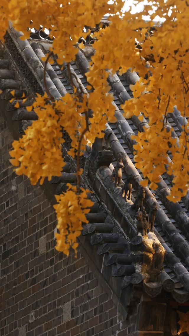 日照深秋“顶流”已就位！这组上新的“屏保”，绝美！