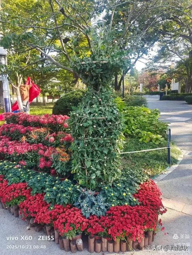 菊绽秋阳里,暗香绕中山|申艳娟