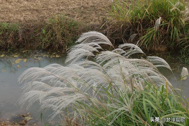 安陆：当银杏遇见芦苇 画框里的诗与远方