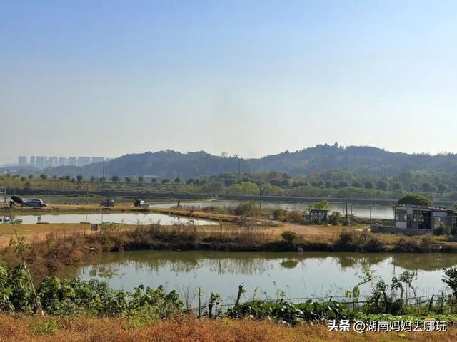 遛娃休闲两不误，在长沙“小禾木”邂逅12月初的灿烂风光！
