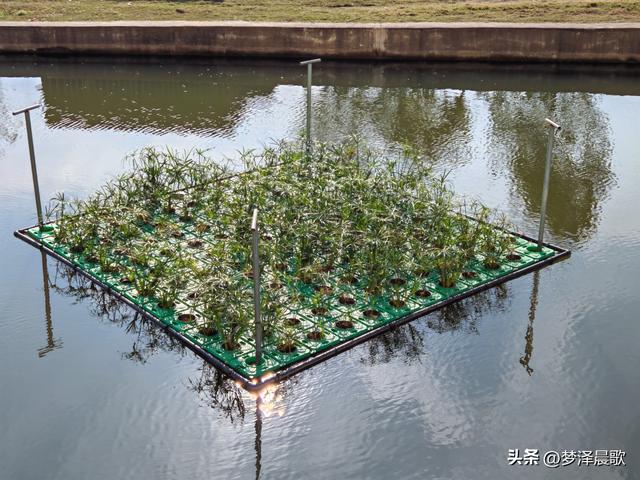 生物浮岛扮靓云梦水域 初冬亲水空间引客来