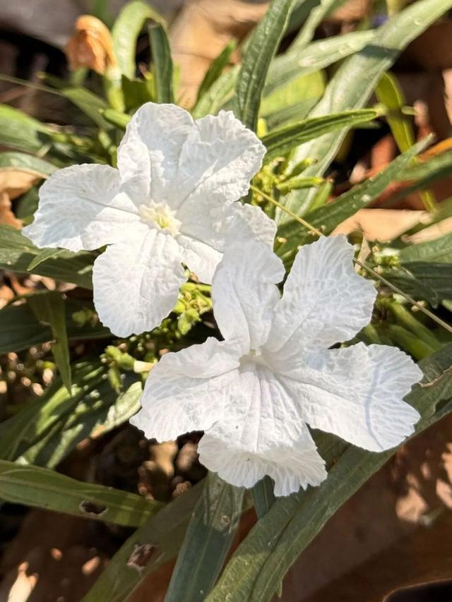 惠聚美好丨秋日的红花湖，被翠芦莉温柔环绕