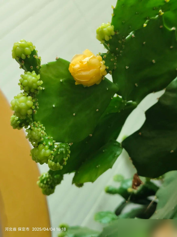 河北一女子晒妈妈养8年的仙人掌，已成“树”，开花又结果，好牛