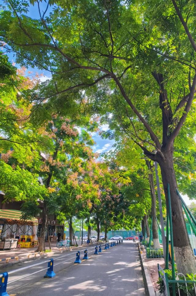 栾树花开,扮靓郫都秋日美景!