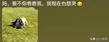 女子正欣赏风景,一回头儿子被羊顶了。孩子:妈,你要不要看看我