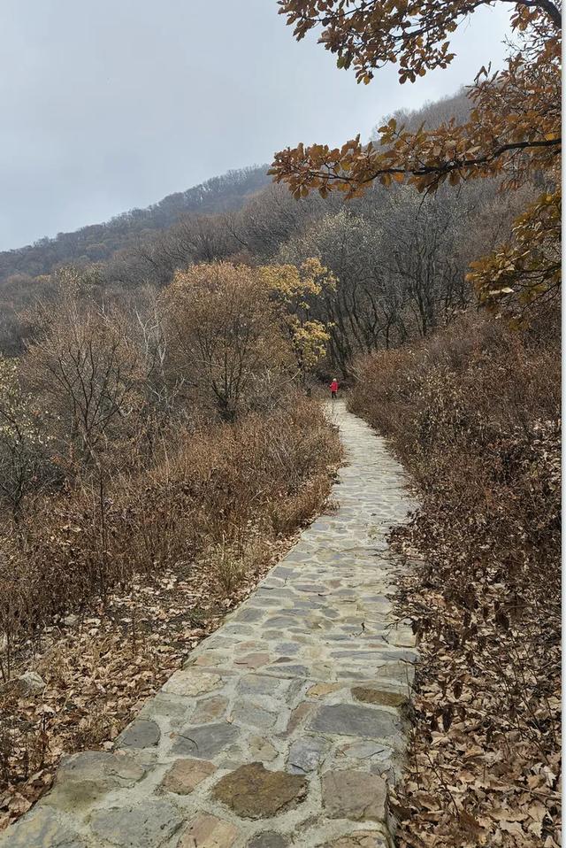 一脚踏进雪与秋的交界处，京郊深山里藏着深秋最温柔的惊喜！​