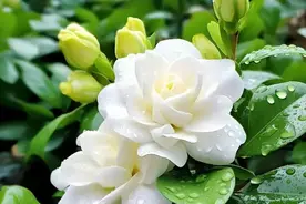 🔥栀子花“装死”不开花？3步急救，花苞炸盆！图片