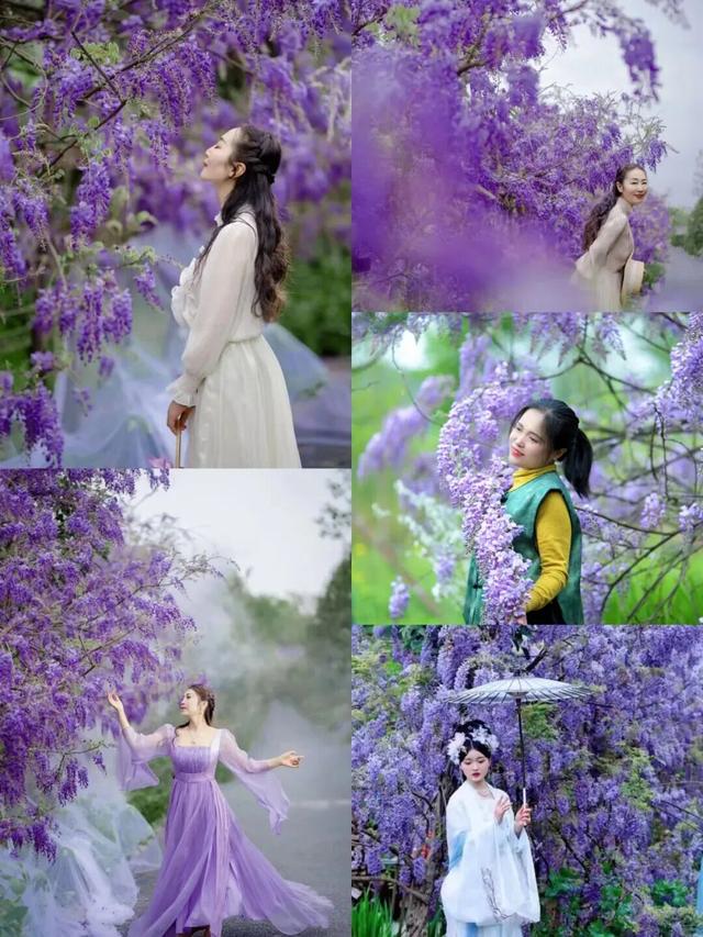 就在崇州！满屏紫色，唯美上线