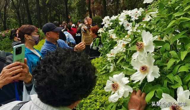 西安市金光门牡丹苑2万株牡丹花盛开市民游客爆棚争相赏花留影