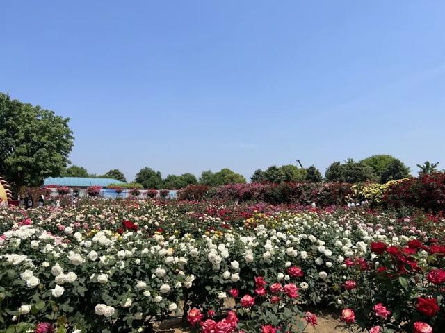 一园月季韵，满城春日情｜中国月季园月季文化系列活动重磅登场