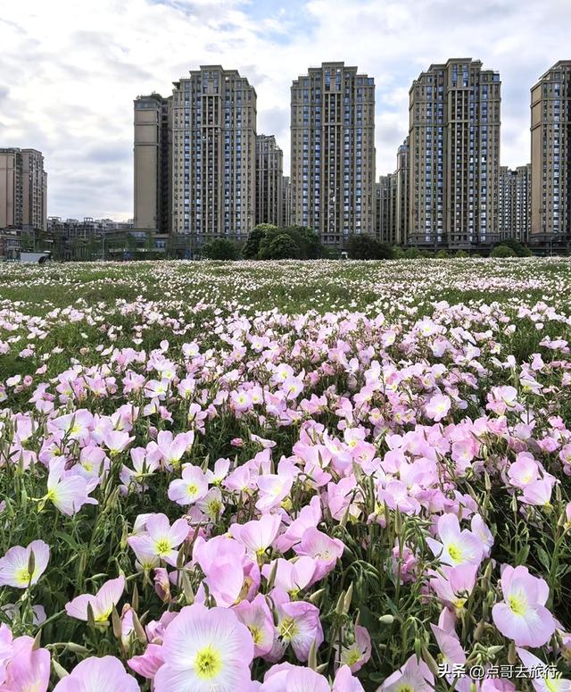 成都被严重低估的赏花地，最火的月见草花又回来了，太美了！