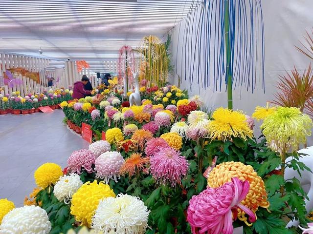 相约世界花卉大观园！丰台将迎巨型南瓜王国、全国菊花擂台赛！