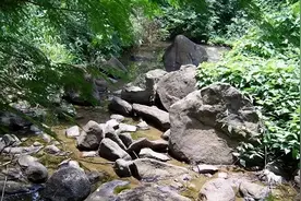 雷州往事：民国时雷州“虎患”为何如此严重？究其根源是人祸所致图片