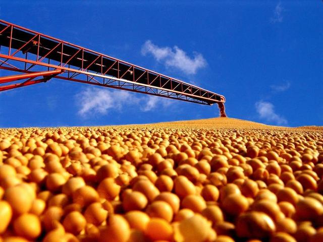 终于低下高贵头颅，美国公开表示：若中国要大豆，希望先找美国