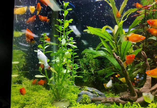 水族圈八大“智商税”！老鱼友血泪总结：这些东西白送都不能要