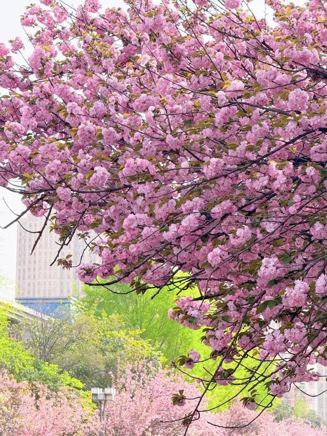 收藏！高新区这条“樱花大道”真的太美了~