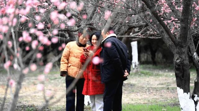 淮阳森林公园 · 梅园——花开正浓，香气四溢