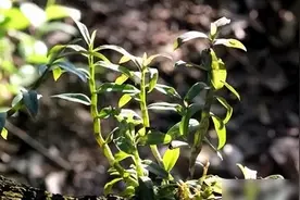 千元一斤的铁皮石斛，曾是商人的印钞机，为何如今跌下神坛了图片