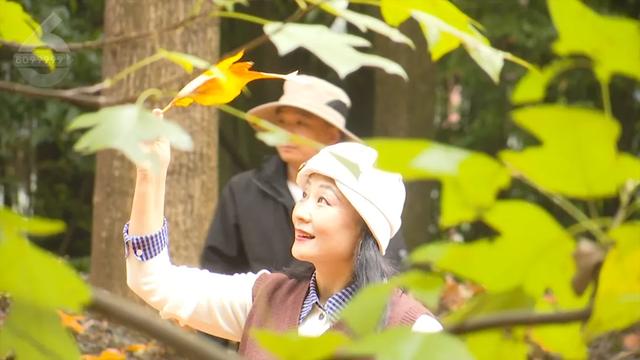 2.5万人!昆明植物园开启“人从众叕”模式,你们被枫叶刷屏了吗?