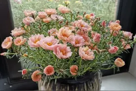 太阳花别土栽了，换个方法这样养，碧绿清透开花多图片