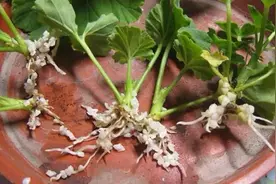 “太疯狂”，连续开花300天，剪根枝扔土里就活，俩月就开花图片