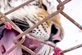 黑龙江一老虎舌头舔铁被冻住，评论区笑出了猪叫声图片