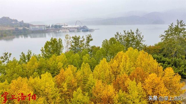 层林尽染！洛阳黄河两岸秋景已上线