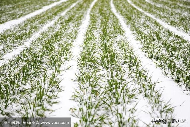 老人说就怕“小雪一日晴”，小雪天晴有啥预兆？早看早了解！